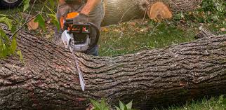 Best Root Management and Removal  in Stearns, KY